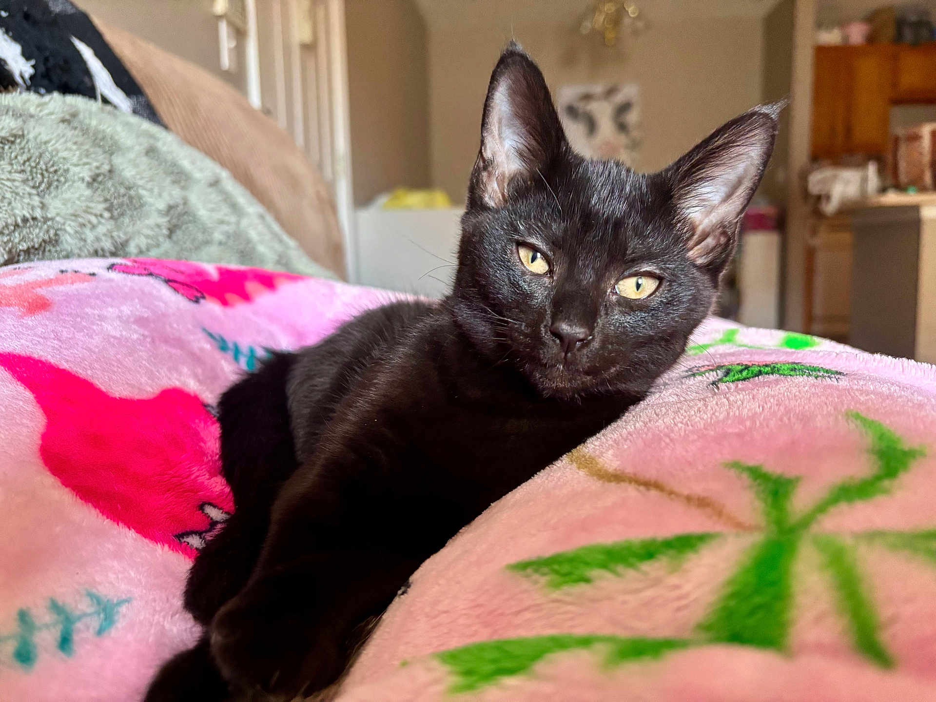 Binx is registered to the contest to win money with this photo: black_cat, cat, pet, animal, indoor, blanket, pink_blanket, feline, relaxed, cozy, resting, close_up, cute, domestic_cat, yellow_eyes, soft_texture, home_interior, furniture, comfort, nap