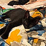 Simba participe au concours pour gagner de l'argent avec cette photo : cat, kitten, black_cat, animal, pet, feline, lying_down, relaxed, alert, eyes, ears, whiskers, fur, bed, blanket, bedding, colorful, indoors, portrait, cozy