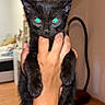 Simba participe au concours pour gagner de l'argent avec cette photo : black_cat, kitten, cat, pet, animal, being_held, glowing_eyes, turquoise_eyes, long_tail, whiskers, pointed_ears, indoor, home, wooden_floor, furniture, hand, portrait, close_up, french_text, family_pet