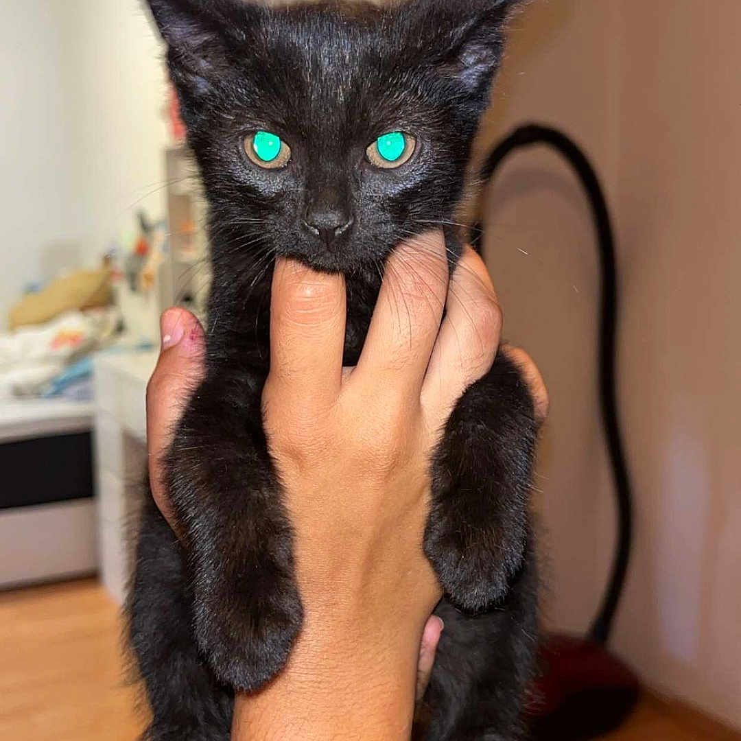 Simba