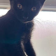 Simba participe au concours pour gagner de l'argent avec cette photo : black_cat, kitten, cat, animal, pet, portrait, sitting, standing, close_up, whiskers, ears, eyes, fur, black_fur, indoors, window, backlit, sunlight, seat, cute