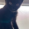 animal, backlit, black_cat, black_fur, cat, close_up, cute, ears, eyes, fur, indoors, kitten, pet, portrait, seat, sitting, standing, sunlight, whiskers, window