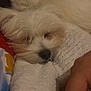 Tchumli a rejoint le concours — aidez-le/la à gagner de superbes lots ! dog, puppy, white_fur, close_up, sleepy, blanket, hand, nose, indoor, pet, resting, cozy, portrait, fur, whiskers, snout, soft_texture, bed, cuddly, low_light