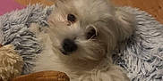 Tchumli a rejoint le concours — aidez-le/la à gagner de superbes lots ! dog, small_dog, white_fur, fluffy, maltese_like, puppy, pet, plush_toy, stuffed_animal, pet_bed, shaggy_blanket, hardwood_floor, indoor, close_up, canine, black_nose, whiskers, lounging, cozy, cute