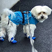 Tchumli participe au concours pour gagner de l'argent avec cette photo : animal, asphalt, blue_coat, canine, dog, dog_booties, fashionable, fluffy, harness, leash, long_hair, outdoor, pavement, pet, portrait, raincoat, small_dog, standing, walking, white_dog