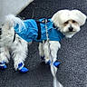 animal, asphalt, blue_coat, canine, dog, dog_booties, fashionable, fluffy, harness, leash, long_hair, outdoor, pavement, pet, portrait, raincoat, small_dog, standing, walking, white_dog