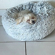 Tchumli a rejoint le concours — aidez-le/la à gagner de superbes lots ! dog, pet, puppy, white_dog, small_dog, fluffy_bed, round_bed, bed, cozy, sleeping, resting, fur, nose, indoor, home, tile_floor, floor_tiles, living_room, cushion, cute