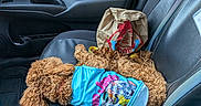 Rebel is registered to the contest to win money with this photo: dog, curly_fur, small_dog, brown_fur, sleeping, lying_down, car, passenger_seat, vehicle_interior, blue_clothing, cartoon_design, pet_clothing, fast_food_bag, seat_belt, door_panel, car_seat, road_trip, relaxed, animal, indoor