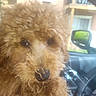 dog, curly_hair, close_up, pet, animal, car_interior, window, nose, fur, brown, cute, domestic_animal, companion, face, eyes, transportation, vehicle, seat, leather, daylight