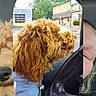 Rebel joined the competition — help win amazing prizes! dog, golden_dog, curly_fur, fluffy, pet, animal, car, vehicle, passenger, driver, steering_wheel, windshield, rain, outdoor, street, buildings, reflection, mirror, portrait, travel