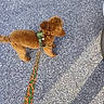dog, puppy, apricot_fur, fluffy, curly_fur, green_harness, leash, crocodile_pattern, outdoor, asphalt, pavement, walking, pet, animal, small_dog, collar, street, top_view, brown_fur, daylight