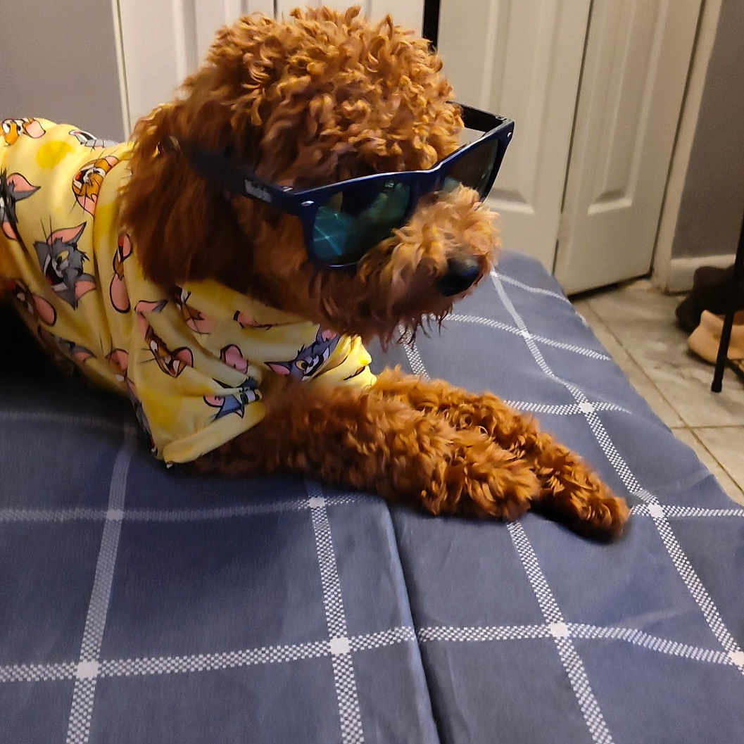 Rebel
