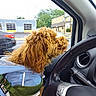 Rebel is registered to the contest to win money with this photo: dog, golden_dog, curly_fur, fluffy, long_hair, pet, animal, car, vehicle, passenger, rain, raindrops, window, steering_wheel, car_interior, street, buildings, outdoor, blue_jacket, harness