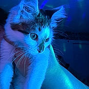 Minnie is registered to the contest to win money with this photo: kitten, cat, animal, pet, feline, closeup, blue_light, hand, whiskers, fur, indoor, cute, curious, portrait, young, mammal, paw, face, domestic_animal, soft