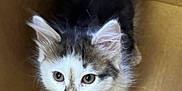 Minnie joined the competition — help win amazing prizes! kitten, cat, animal, pet, whiskers, fur, cardboard_box, curious, cute, small, young, feline, ears, nose, eyes, indoor, box, playing, looking_up, domestic_animal