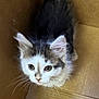 kitten, cat, animal, pet, whiskers, fur, cardboard_box, curious, cute, small, young, feline, ears, nose, eyes, indoor, box, playing, looking_up, domestic_animal