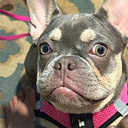 Baby Girl joined the competition — help win amazing prizes! french_bulldog, dog, pet, close_up, pink_harness, curious_eyes, indoor, carpet, bare_feet, canine, animal, muzzle, ears, fur, snout, companion, cute, domestic, portrait, looking