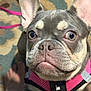 french_bulldog, dog, pet, close_up, pink_harness, curious_eyes, indoor, carpet, bare_feet, canine, animal, muzzle, ears, fur, snout, companion, cute, domestic, portrait, looking