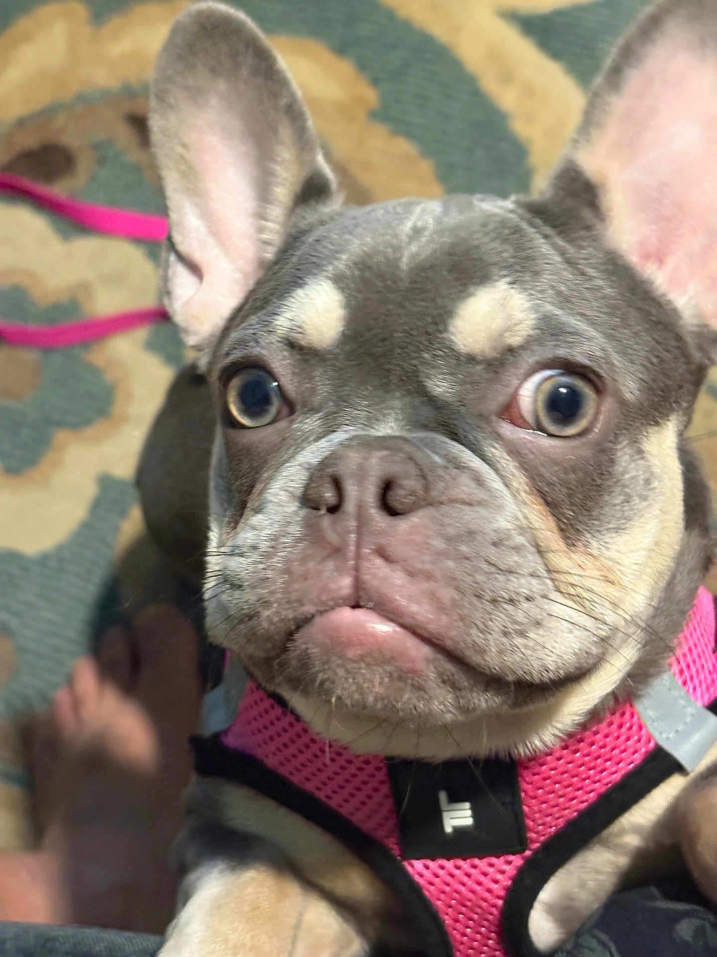 Baby Girl joined the competition — help win amazing prizes! french_bulldog, dog, pet, close_up, pink_harness, curious_eyes, indoor, carpet, bare_feet, canine, animal, muzzle, ears, fur, snout, companion, cute, domestic, portrait, looking