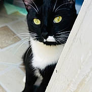 Kimba is registered to the contest to win money with this photo: animal, black_and_white, black_fur, cat, close_up, curious, door_frame, ears, feline, indoor, paws, peeking, pet, portrait, tile_floor, tuxedo_cat, whiskers, white_fur, yellow_eyes