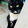 animal, black_and_white, black_fur, cat, close_up, curious, door_frame, ears, feline, indoor, paws, peeking, pet, portrait, tile_floor, tuxedo_cat, whiskers, white_fur, yellow_eyes