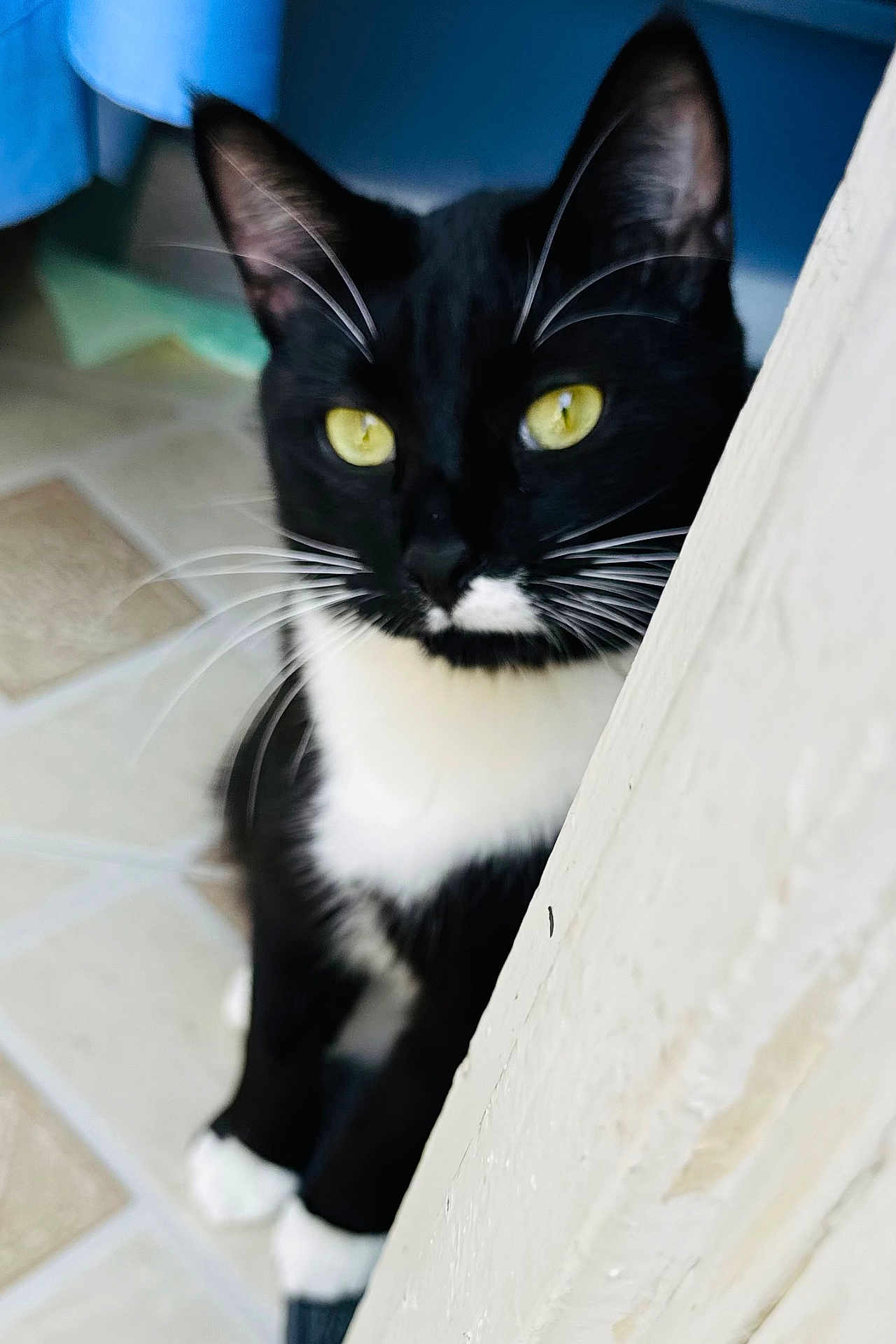 Kimba
