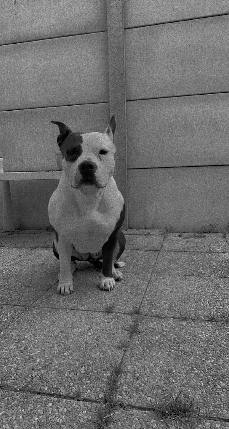 Bulma participe au concours pour gagner de l'argent avec cette photo : black_and_white, canidae, carnivore, collar, companion_dog, dog, dog_breed, dog_collar, fawn, flooring, monochrome, monochrome_photography, road, road_surface, snout, sporting_group, street, toy_dog, whiskers, working_animal