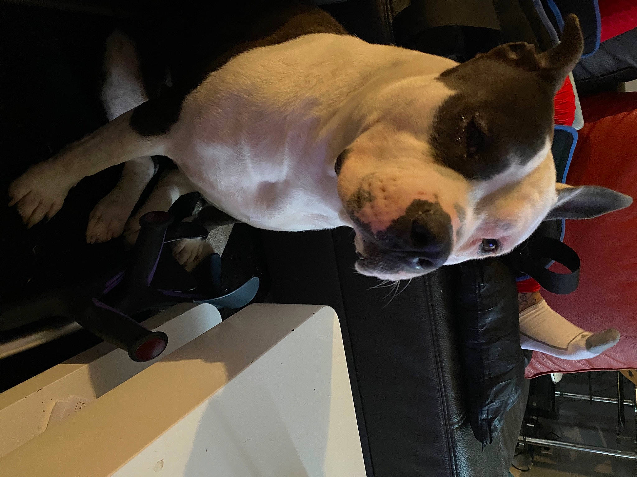 Bulma a rejoint le concours — aidez-le/la à gagner de superbes lots ! carnivore, collar, comfort, companion_dog, dog, dog_breed, dog_collar, ear, elbow, eyewear, fawn, fur, jaw, non_sporting_group, snout, sporting_group, sunglasses, tail, windshield, working_animal