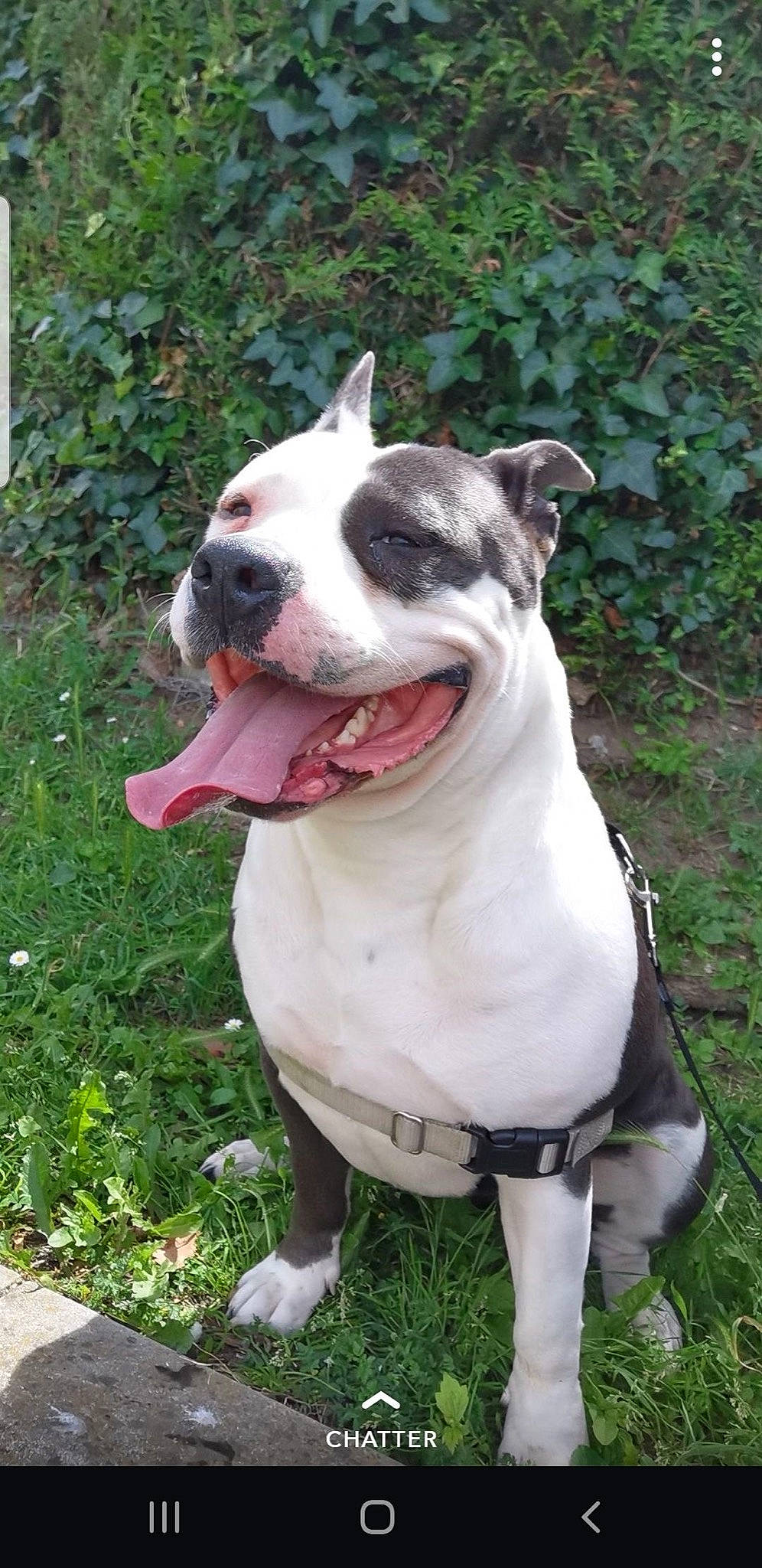 Bulma participe au concours pour gagner de l'argent avec cette photo : canidae, carmine, carnivore, collar, companion_dog, dog, dog_breed, dog_collar, dog_supply, fang, fawn, grass, molosser, plant, snout, sporting_group, tail, whiskers, working_animal, working_dog