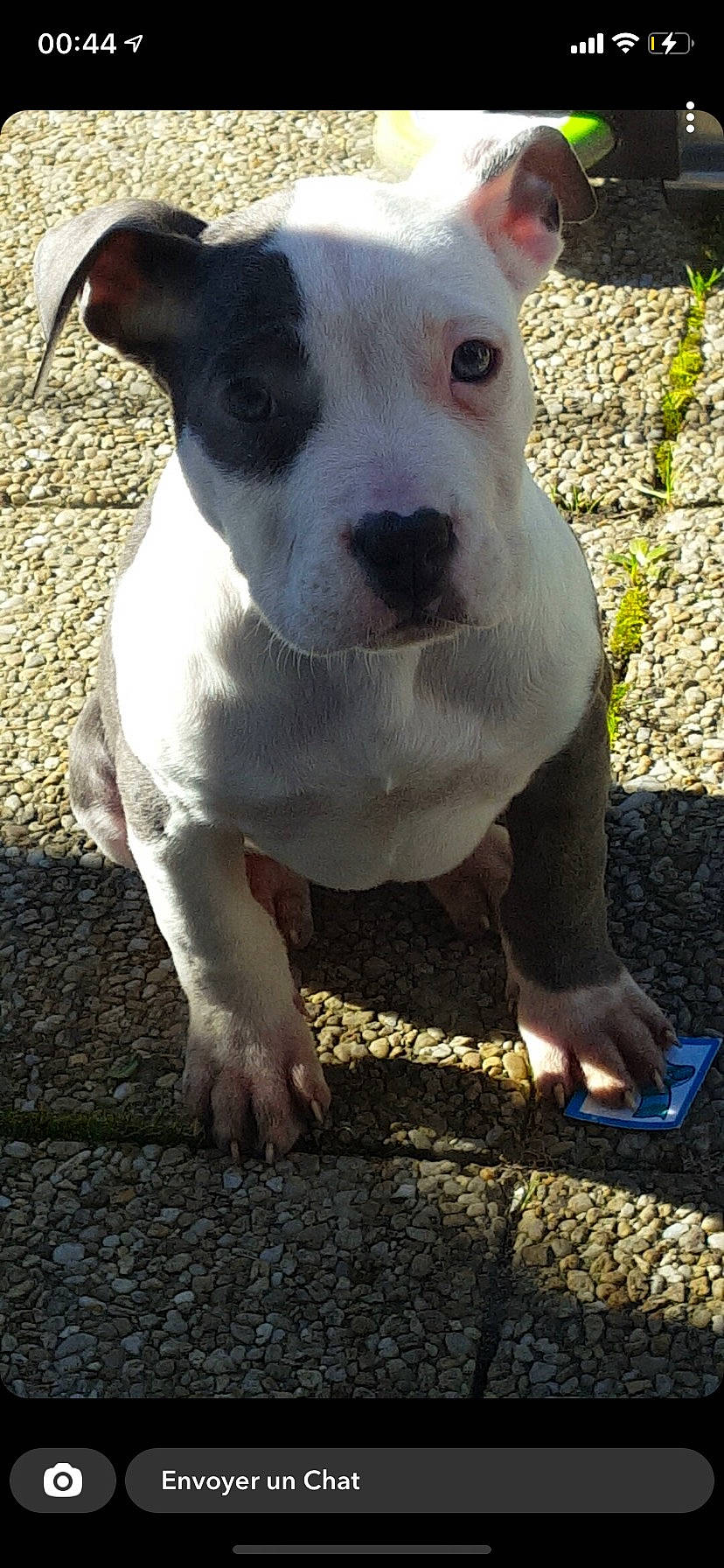 Bulma participe au concours pour gagner de l'argent avec cette photo : canidae, carnivore, companion_dog, dog, dog_breed, ear, eye, fawn, grass, head, non_sporting_group, road_surface, shadow, snout, soil, sporting_group, terrestrial_animal, whiskers, working_animal