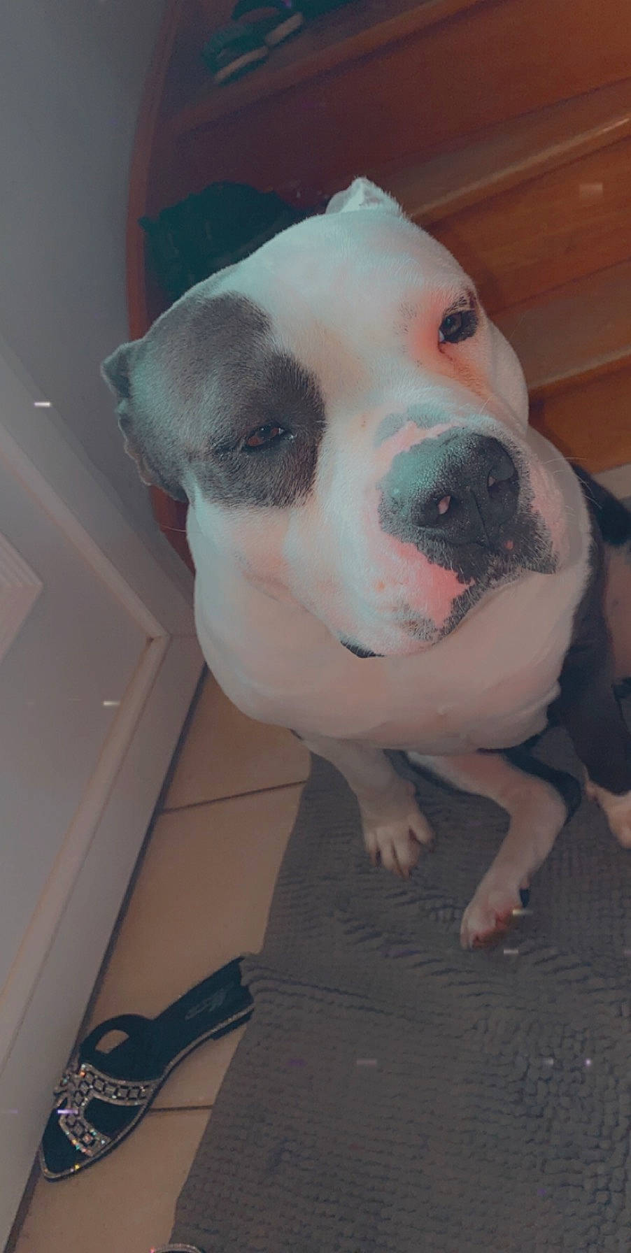 Bulma a rejoint le concours — aidez-le/la à gagner de superbes lots ! canidae, carnivore, collar, companion_dog, dog, dog_breed, dog_collar, dogo_guatemalteco, ear, fawn, flooring, fur, molosser, non_sporting_group, pet_supply, pit_bull, snout, sporting_group, whiskers, working_animal