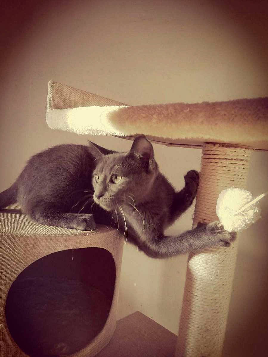 Rocky participe au concours pour gagner de l'argent avec cette photo : black_cat, carnivore, cat, cloud, comfort, domestic_short_haired_cat, felidae, fur, grey, metal, monochrome_photography, paw, room, sitting, small_to_medium_sized_cats, square, tail, tints_and_shades, whiskers, wood