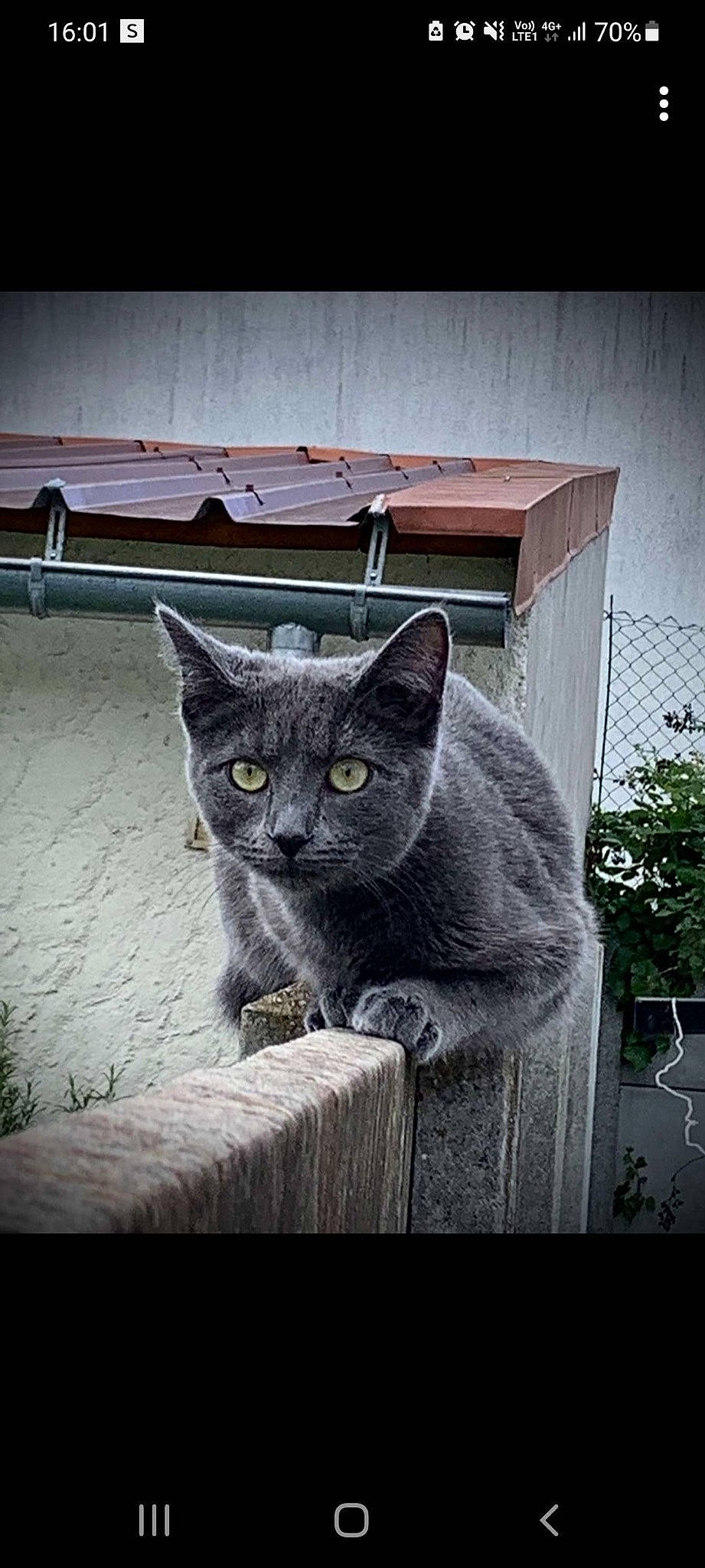 Rocky participe au concours pour gagner de l'argent avec cette photo : art, black_cat, carnivore, cat, chartreux, domestic_short_haired_cat, felidae, fur, grey, metal, photo_caption, plant, russian_blue, sitting, small_to_medium_sized_cats, snout, tail, tints_and_shades, whiskers, wood