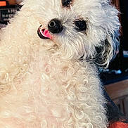 Oliver joined the competition — help win amazing prizes! dog, white, curly_fur, fluffy, pet, cute, tongue_out, indoor, close_up, head_tilt, animal, companion, friendly, small_dog, adorable, house, furry, portrait, cute_pet, domestic