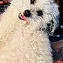 dog, white, curly_fur, fluffy, pet, cute, tongue_out, indoor, close_up, head_tilt, animal, companion, friendly, small_dog, adorable, house, furry, portrait, cute_pet, domestic