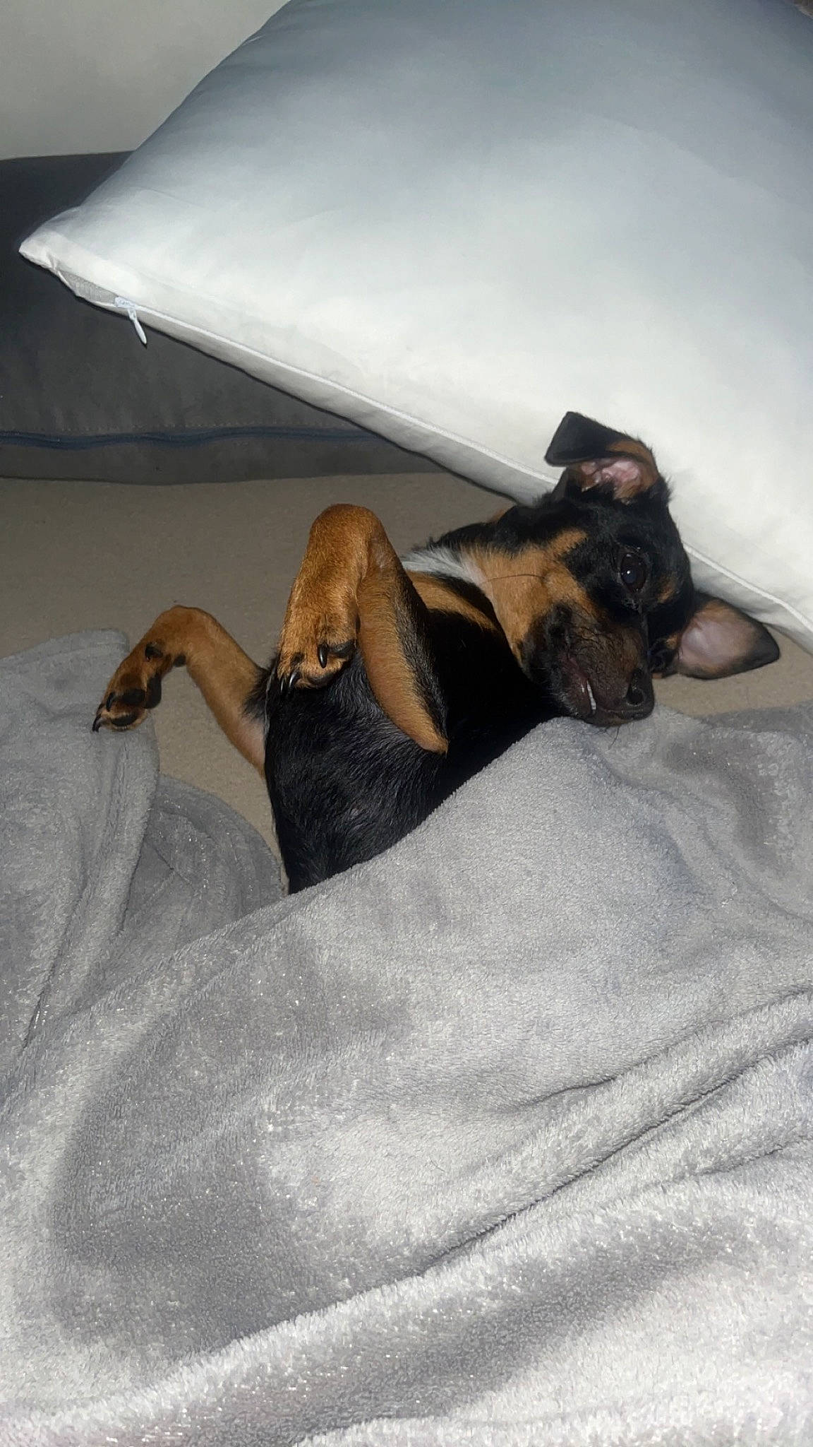 Queen participe au concours pour gagner de l'argent avec cette photo : bed, bed_sheet, bedding, bedroom, blanket, comfort, dog, dog_breed, fawn, fur, human_leg, landscape, linens, nap, paw, rock, room, tail, tints_and_shades, wood