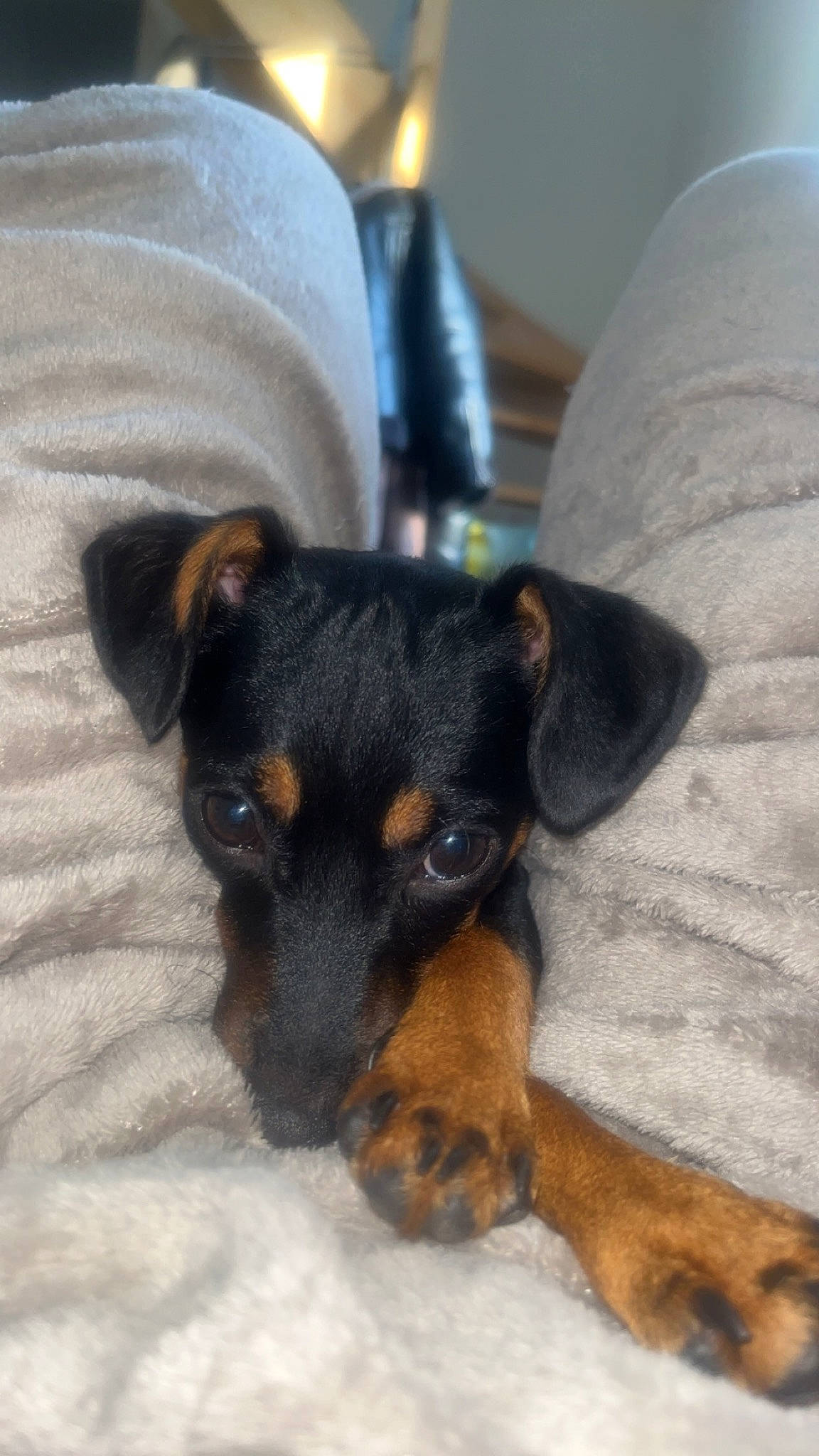 Queen participe au concours pour gagner de l'argent avec cette photo : canidae, carnivore, comfort, companion_dog, dog, dog_breed, ear, fawn, fur, guard_dog, paw, pinscher, prazsky_krysarik, snout, sporting_group, terrestrial_animal, terrier, toy_dog, whiskers, working_dog