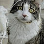 Mecca participe au concours pour gagner de l'argent avec cette photo : abyssinian, angora, animal, blanket, cat, egyptiancat, gray, kitten, manx, pet, snout