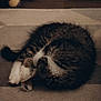 abyssinian, animal, cat, egyptiancat, hardwood, kitten, manx, person, pet, racket, sleeping, sport, stainedwood, tennis, tennisracket, wood