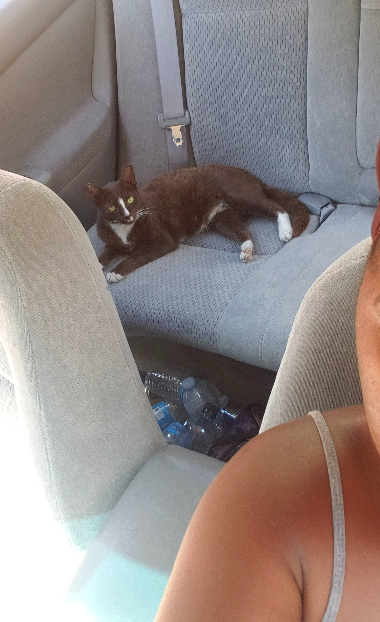 Cocaine joined the competition — help win amazing prizes! canidae, car, car_seat, car_seat_cover, cat, family_car, human_leg, leg, thigh, vehicle