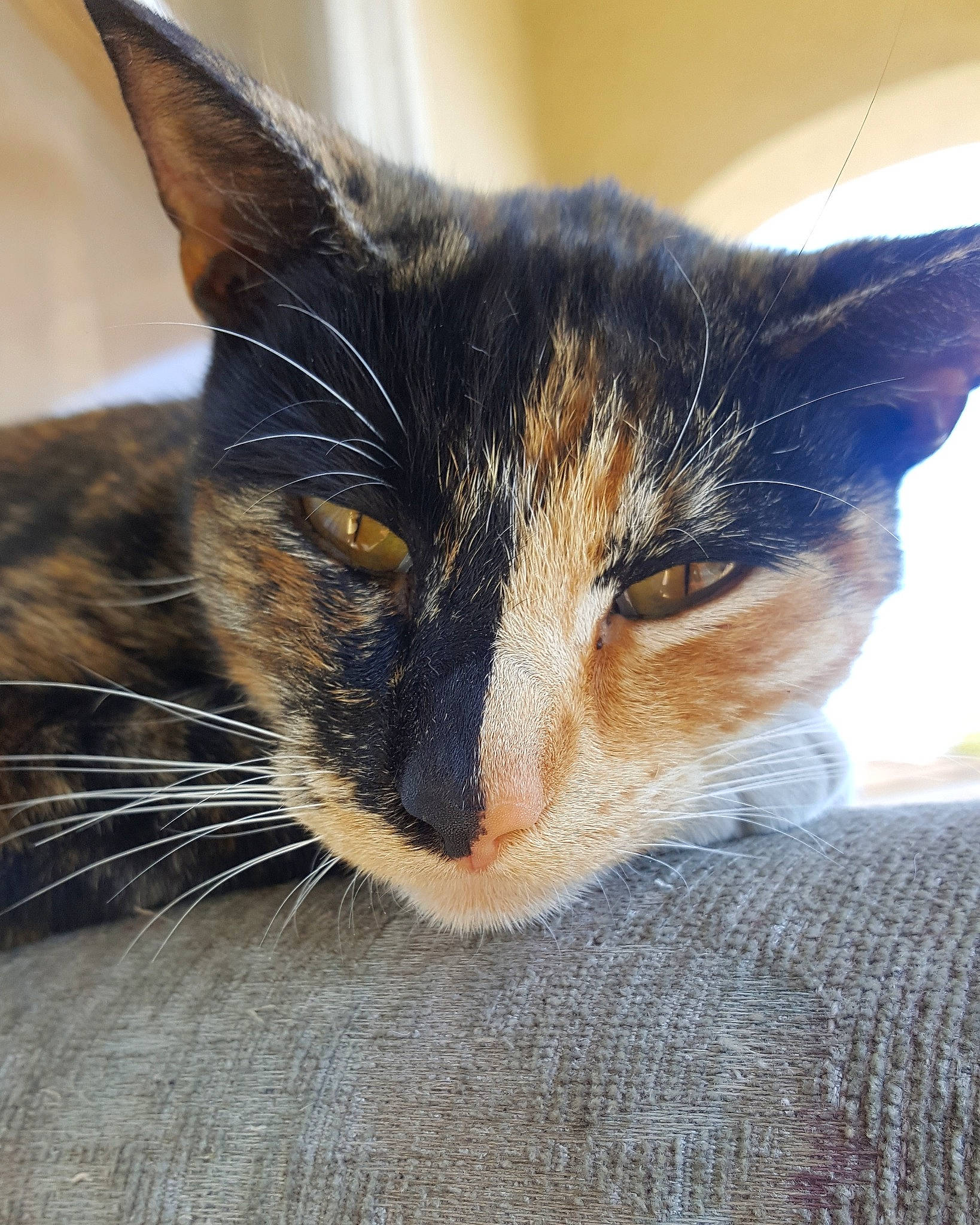 Mystique joined the competition — help win amazing prizes! aegean_cat, asian, carnivore, cat, close_up, domestic_short_haired_cat, ear, european_shorthair, eye, felidae, fur, kitten, nose, ojos_azules, sky, small_to_medium_sized_cats, snout, tabby_cat, whiskers