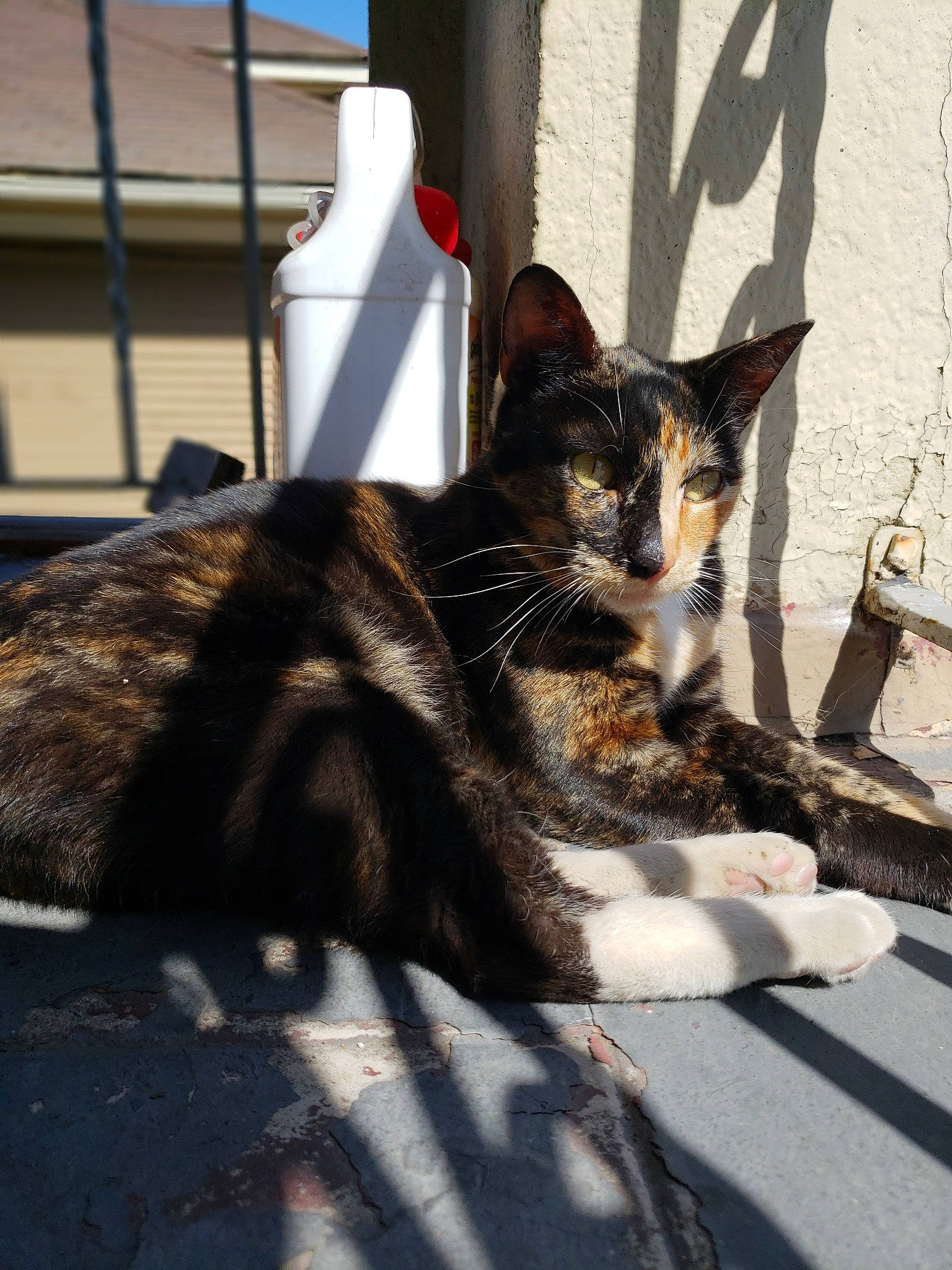 Mystique joined the competition — help win amazing prizes! aegean_cat, carnivore, cat, claw, domestic_short_haired_cat, european_shorthair, eye, felidae, fur, kitten, plant, sitting, small_to_medium_sized_cats, snapshot, snout, street, tabby_cat, tail, whiskers, window