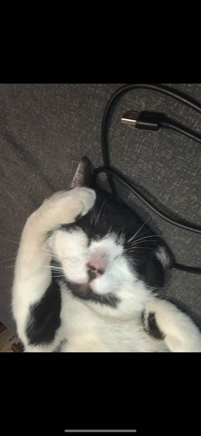 Rambo is registered to the contest to win money with this photo: bag, carnivore, cat, claw, comfort, domestic_short_haired_cat, eye, felidae, foot, fur, head, human_body, leg, luggage_and_bags, nap, paw, small_to_medium_sized_cats, snout, tail, whiskers