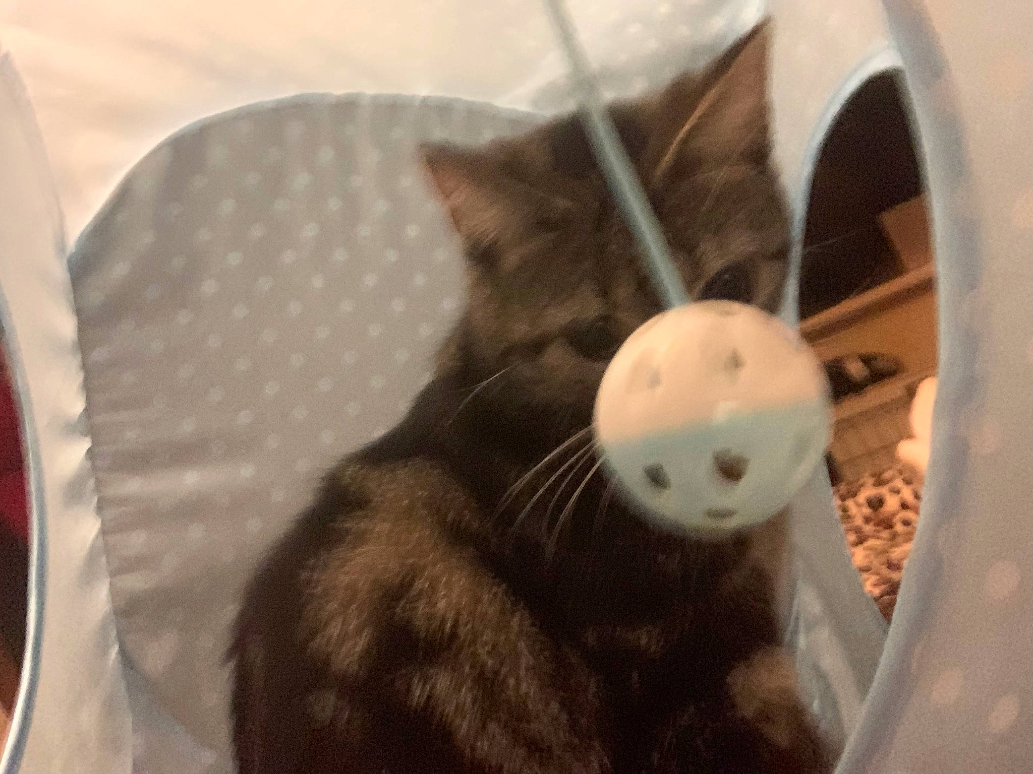 Moschie joined the competition — help win amazing prizes! black_cat, carnivore, cat, cat_supply, claw, comfort, dishware, domestic_short_haired_cat, felidae, fur, grey, kitchen_utensil, paw, plate, serveware, small_to_medium_sized_cats, tableware, tail, terrestrial_animal, whiskers