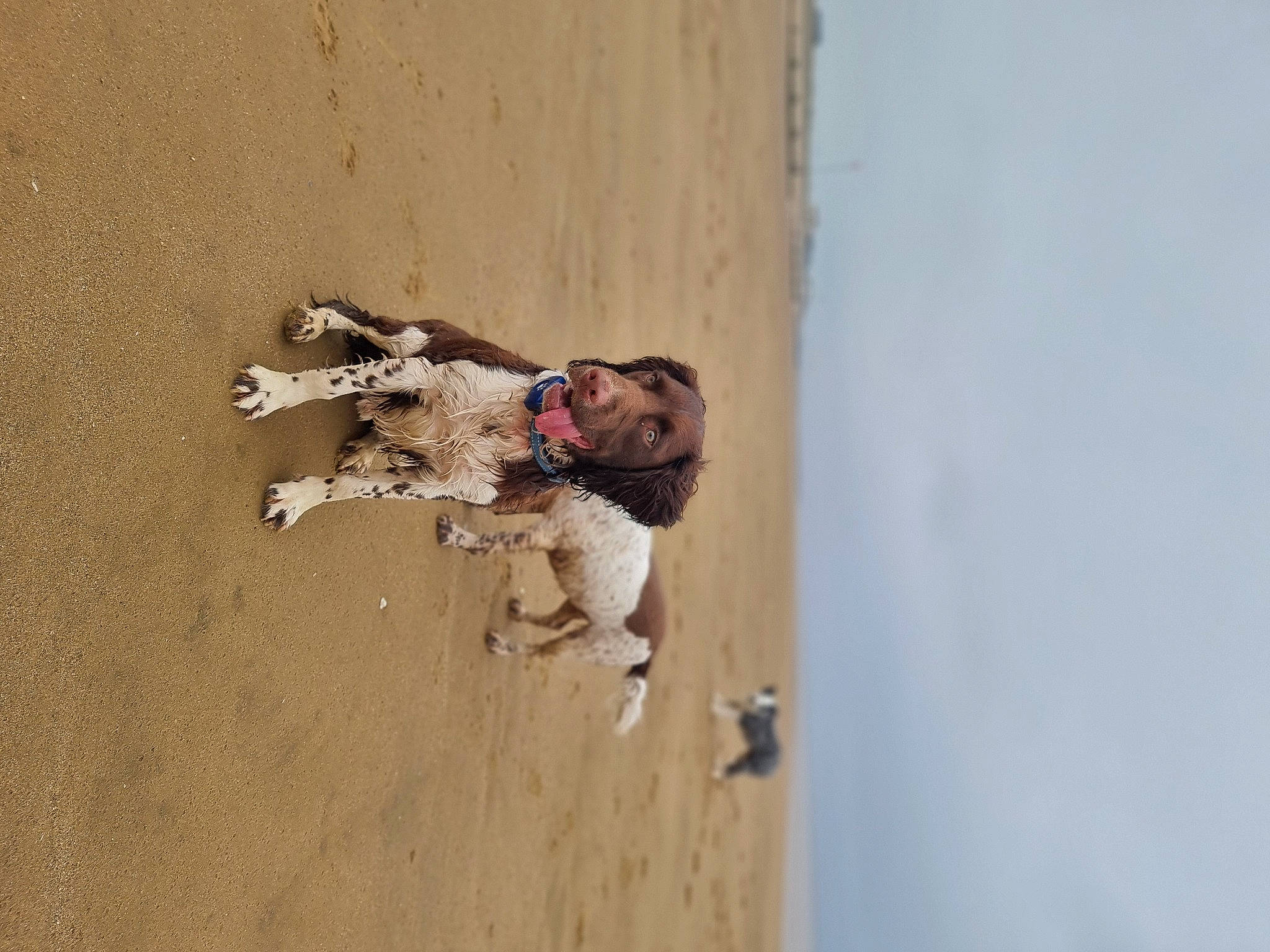 Jasper is registered to the contest to win money with this photo: beach, elbow, fun, landscape, plaster, sky, soil, wood