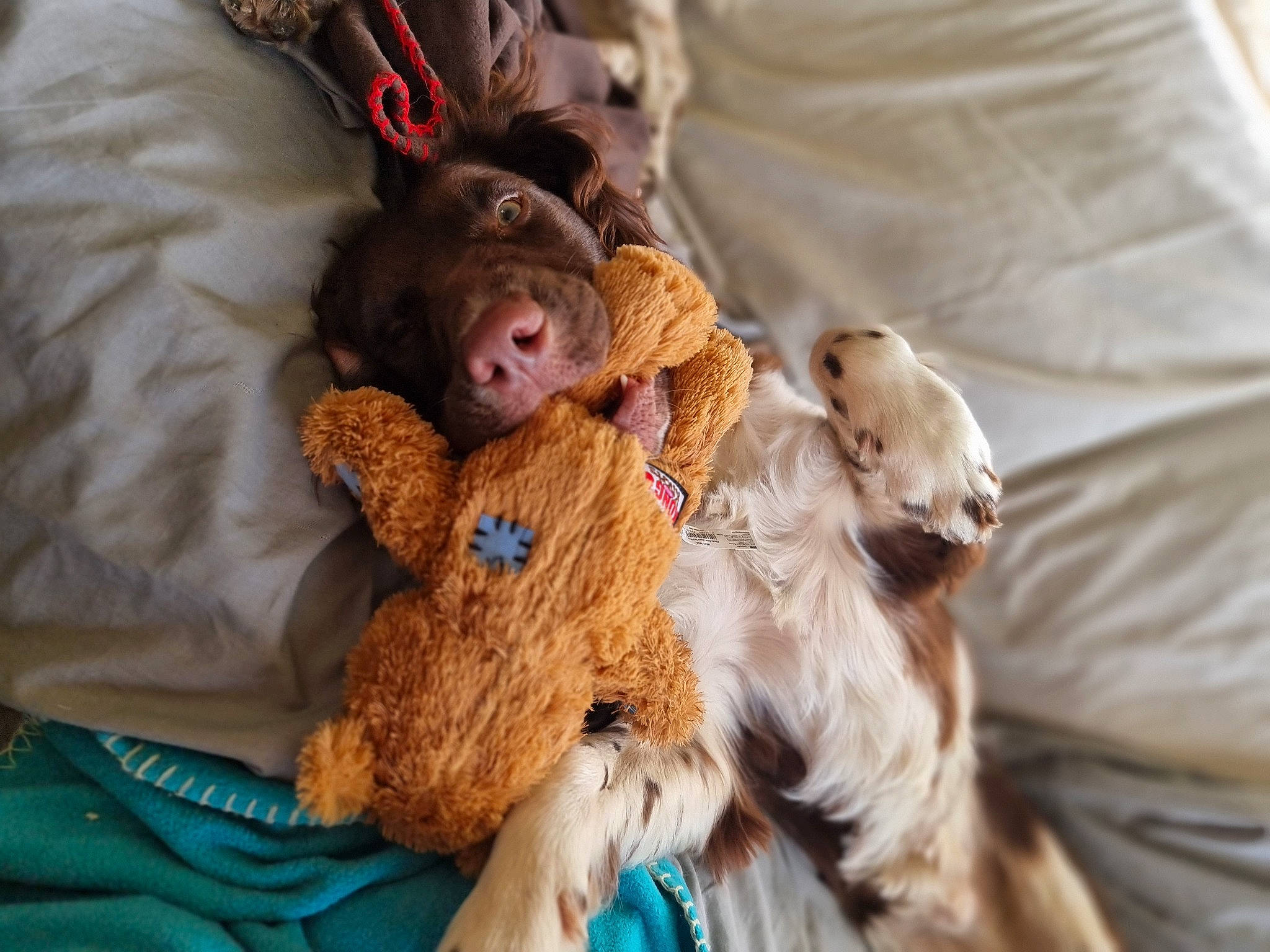 Jasper joined the competition — help win amazing prizes! canidae, carnivore, comfort, companion_dog, couch, dog_breed, fawn, felidae, fur, liver, mammal, plush, snout, sporting_group, stuffed_toy, terrestrial_animal, toy, toy_dog, whiskers, working_animal