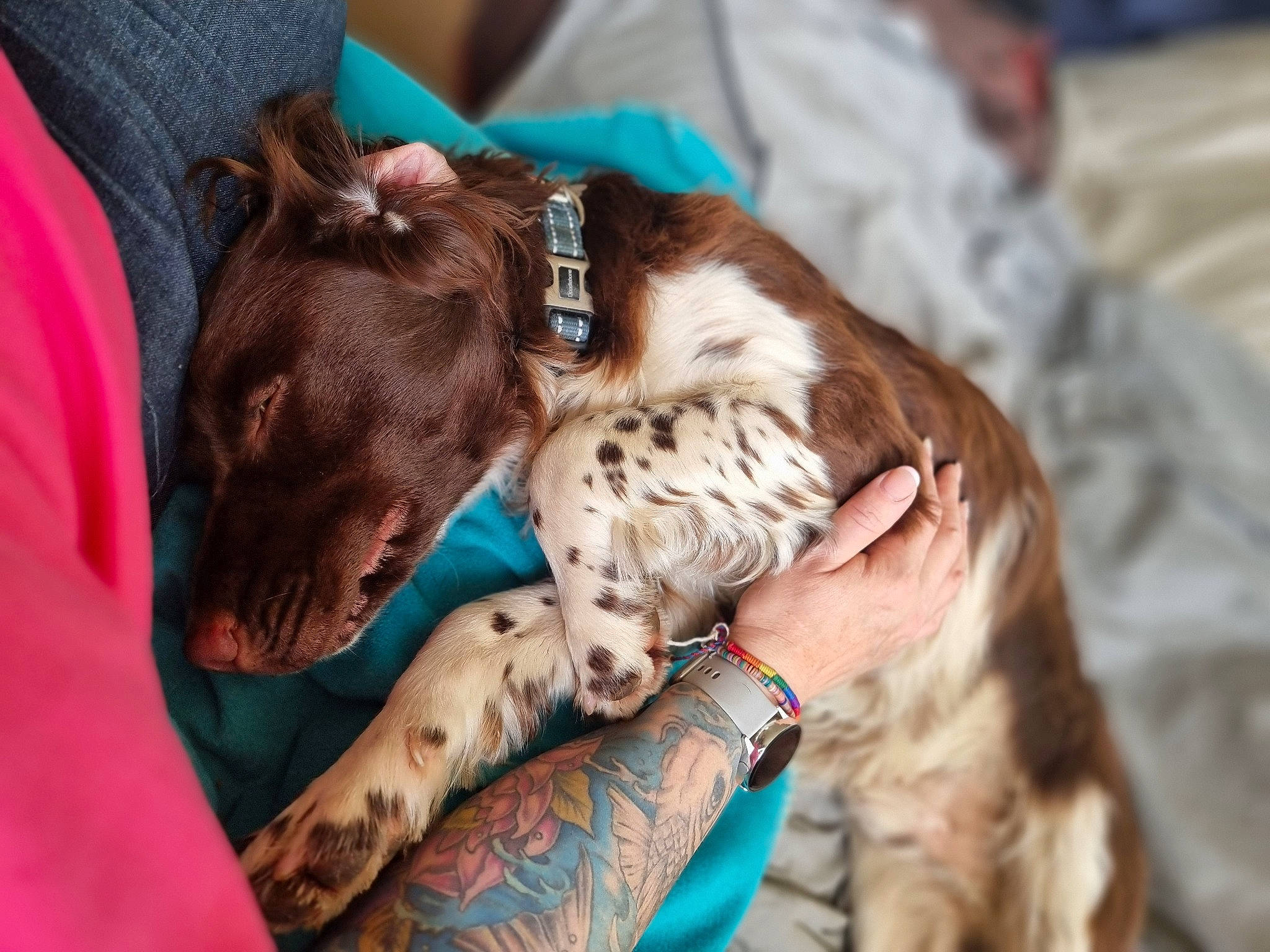 Jasper joined the competition — help win amazing prizes! canidae, carnivore, collar, comfort, companion_dog, dog, dog_breed, dog_collar, ear, fawn, felidae, flesh, fur, liver, small_to_medium_sized_cats, snout, spaniel, sporting_group, whiskers, working_animal