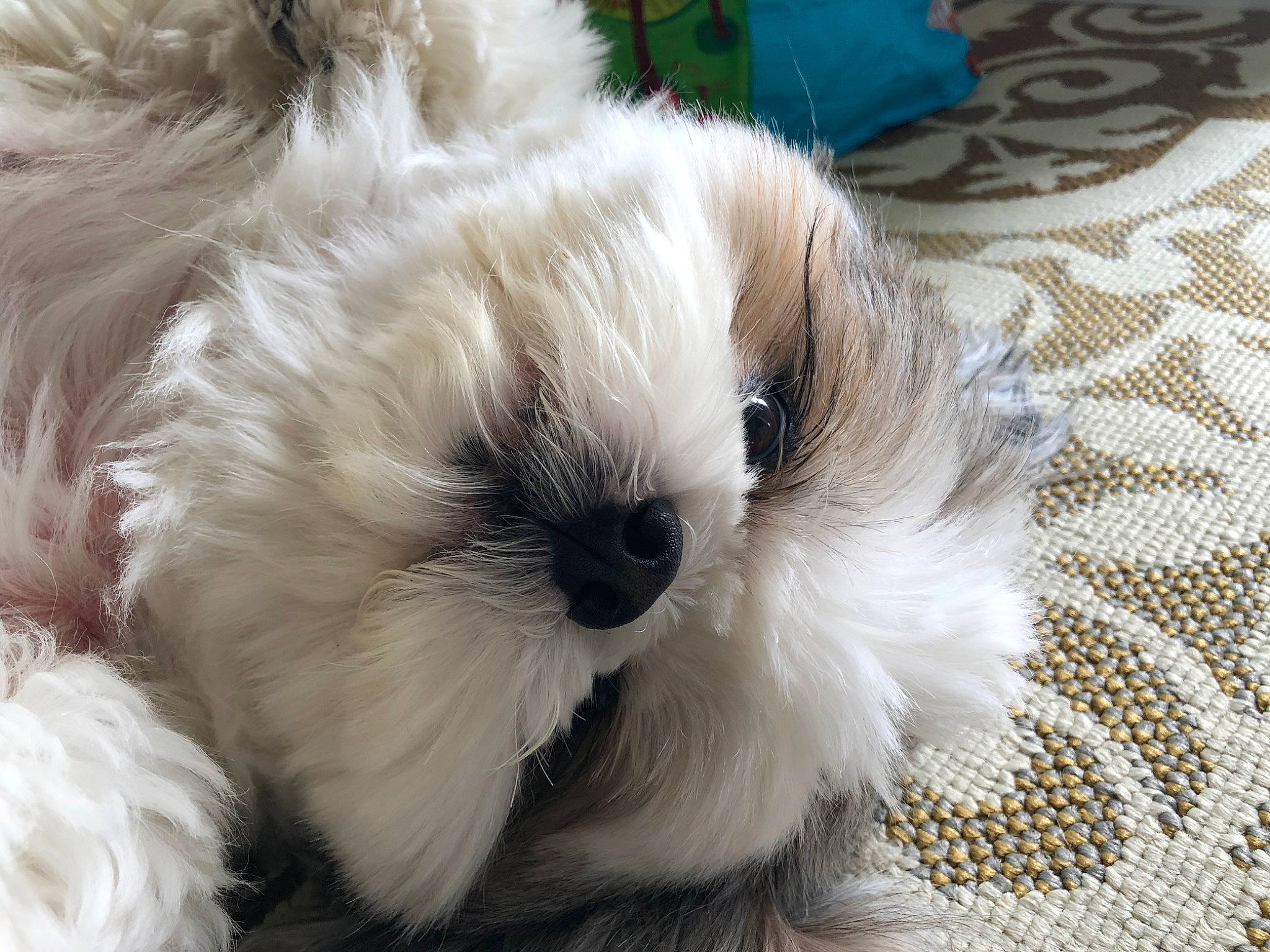 Fluffy is registered to the contest to win money with this photo: bolonka, canidae, carnivore, chinese_imperial_dog, companion_dog, dog, dog_breed, havanese, kyi_leo, lhasa_apso, lowchen, maltepoo, maltese, mammal, nose, puppy, schnoodle, shih_tzu, snout, terrier