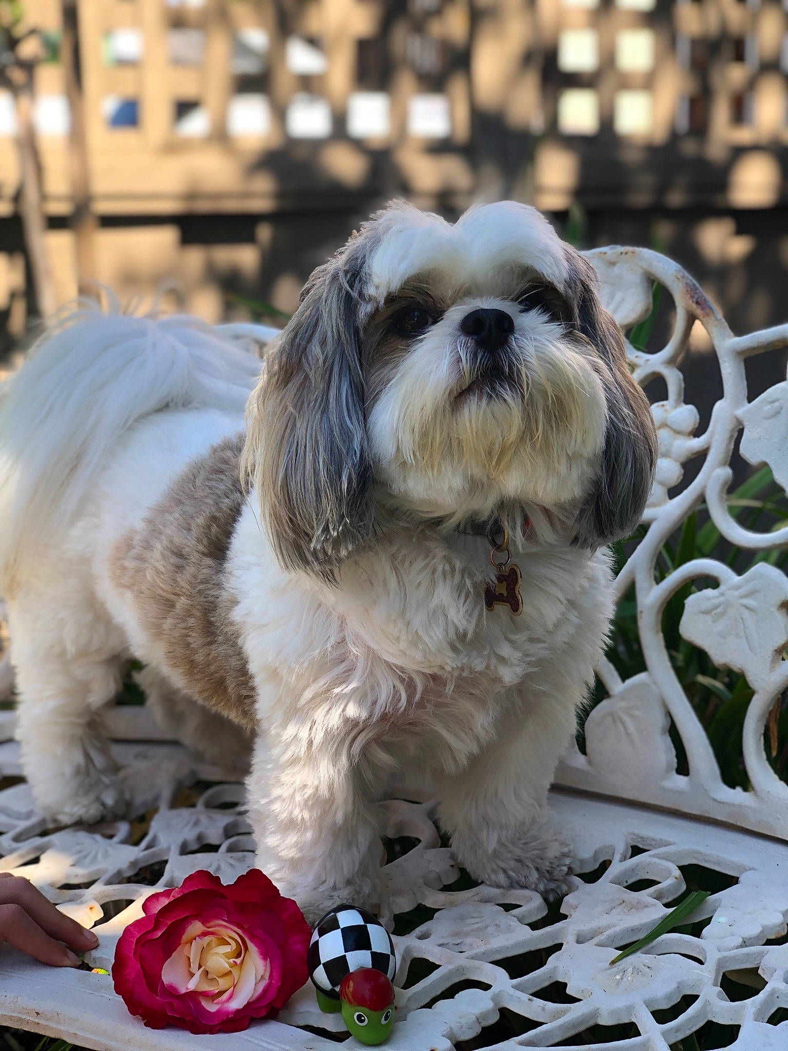 Fluffy is registered to the contest to win money with this photo: canidae, carnivore, chinese_imperial_dog, companion_dog, dog, dog_breed, kyi_leo, lhasa_apso, lowchen, maltepoo, mammal, petit_basset_griffon_vendeen, polish_lowland_sheepdog, puppy, rare_breed_dog, shih_tzu, snout, tibetan_terrier, toy_dog, vertebrate