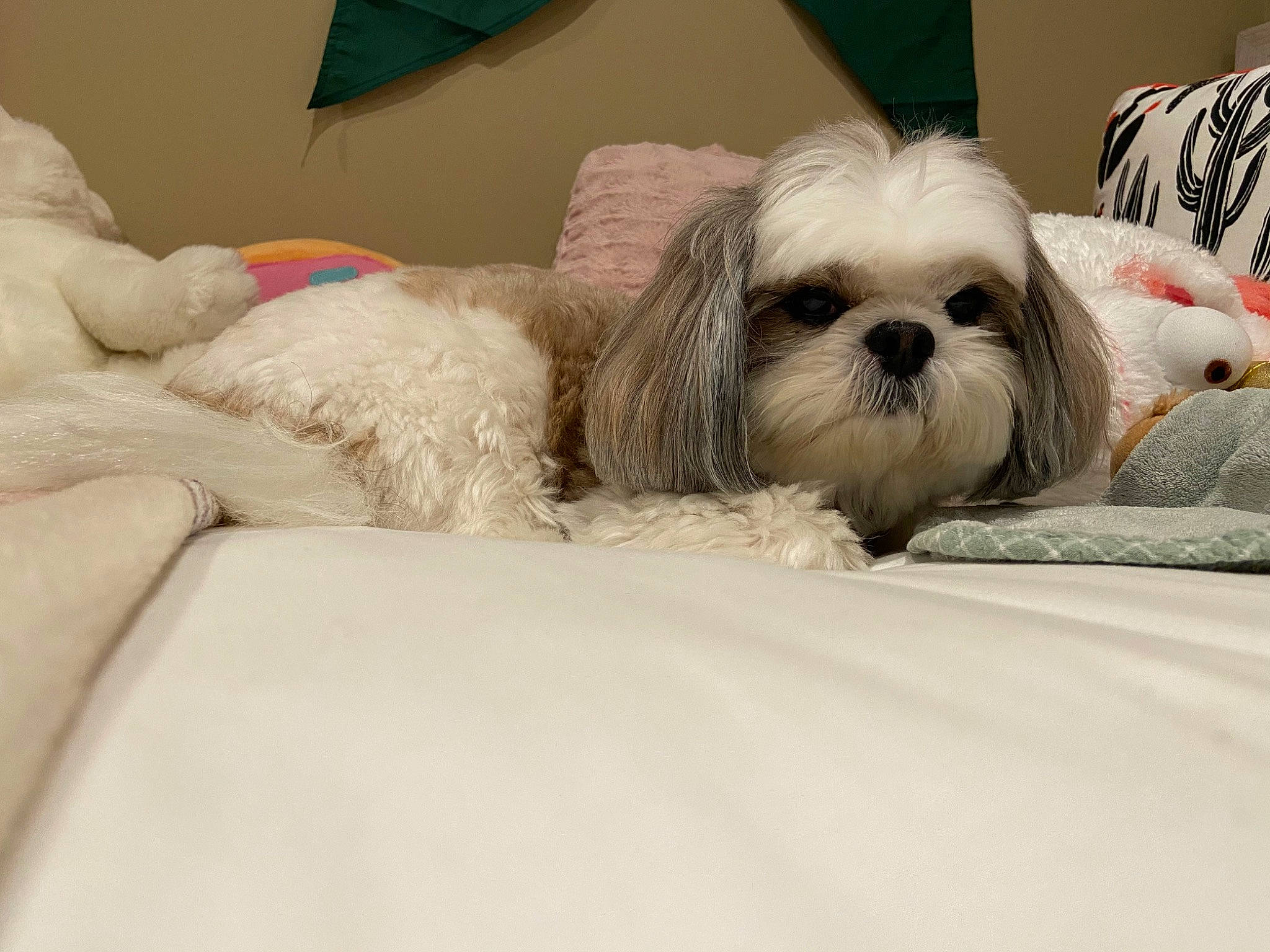 Fluffy joined the competition — help win amazing prizes! canidae, carnivore, chinese_imperial_dog, companion_dog, dog, dog_breed, eye, fur, head, lhasa_apso, lowchen, maltepoo, maltese, mammal, non_sporting_group, puppy, shih_tzu, snout, toy_dog, vertebrate
